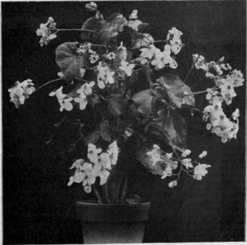 Begonia Nitida.