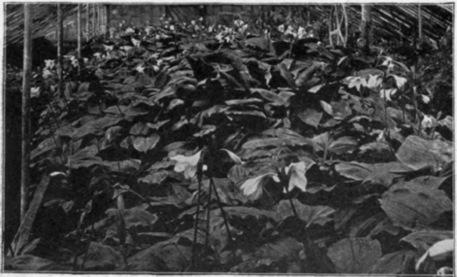 Bench of Eucharis Grandiflora.