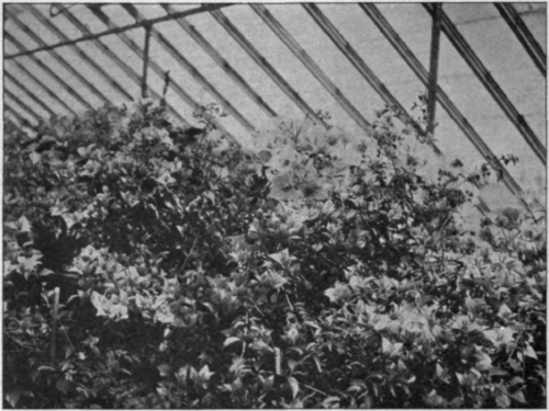 Bougainvillea Sanderiana.