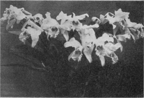Cattleya Mossiae.