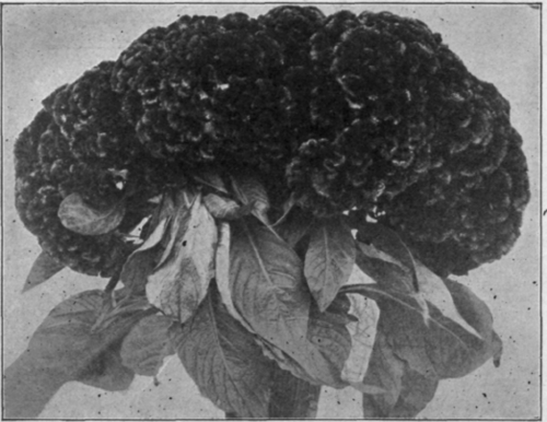 Celosia Cristata.