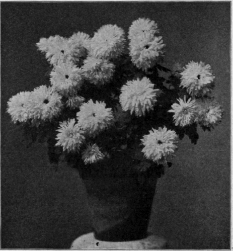 Chrysanthemum Midge as a Pot Plant.