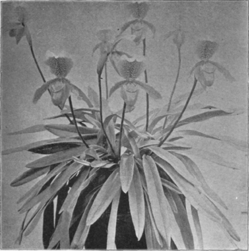 Cypripedium Insigne.