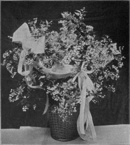 Deutzia Gracilis Trimmed with Ribbon.