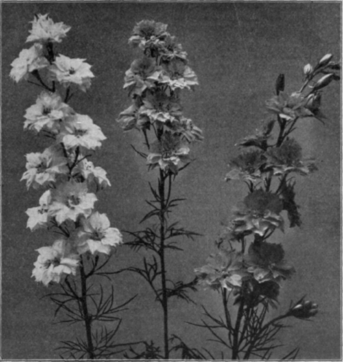 Double Delphiniums.