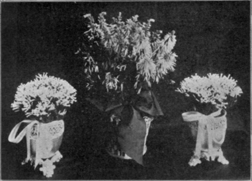 Erica and Epacris in Silver Jardinieres.