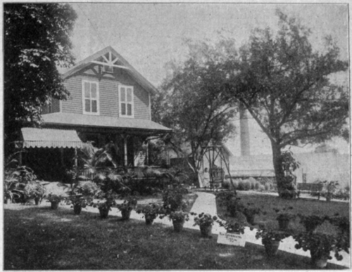 Geraniums in Pots on a Florists' Lawn.