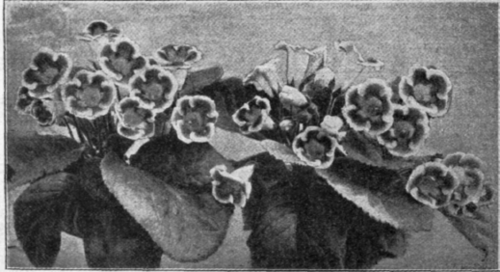 Gloxinias.