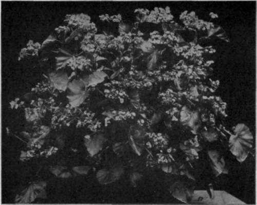 Group of Begonia Semperflorens Gigantea Rosea.