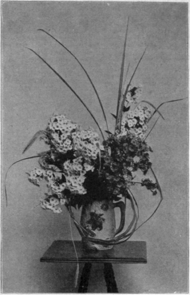 Herbaceous Phloxes.