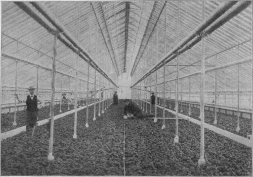 House 35x200, Planted to Marie Louise Violets.