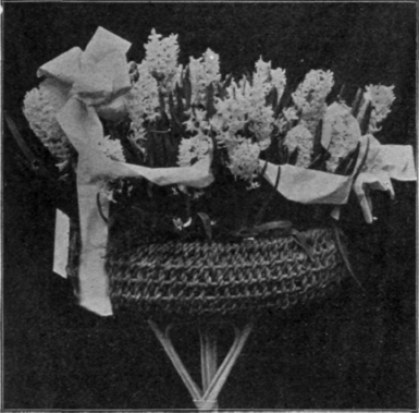 Hyacinths in Basket Trimmed with White Ribbon.