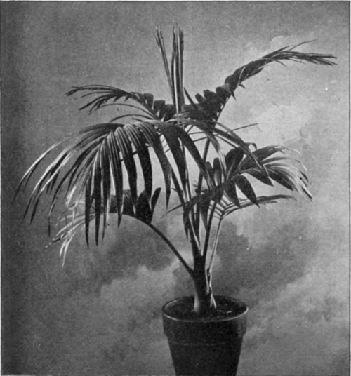 Kentia Canterburyana.
