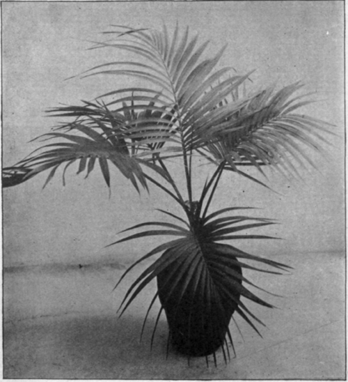 Kentia Dumoineana.