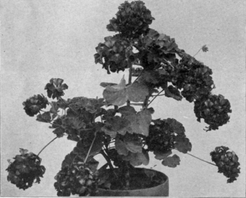 Large, Compact Trusses of Bloom Well Above the Foliage.