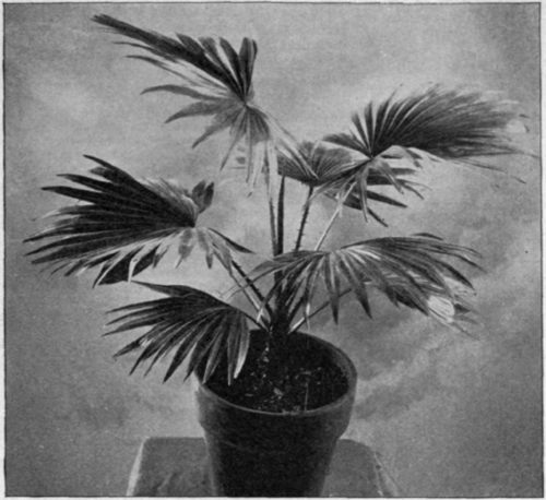 Livistona Rotundifolia.