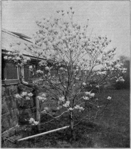 Magnolia Youlan.