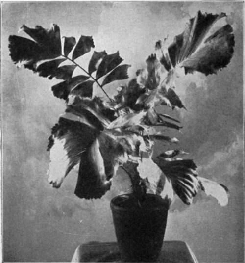 Martinezia Caryotaefolia.