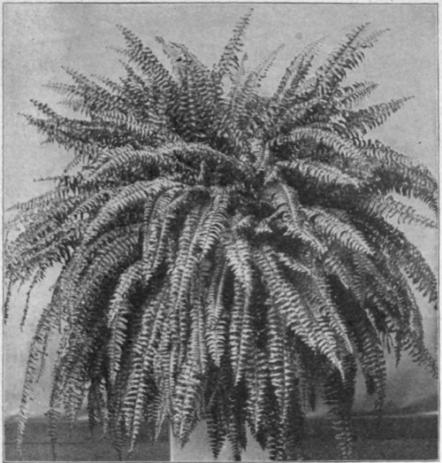 Nephrolepis Exaltata Bostoniensis Scottii.