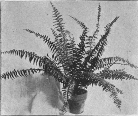 Nephrolepis Exaltata Bostoniensis.