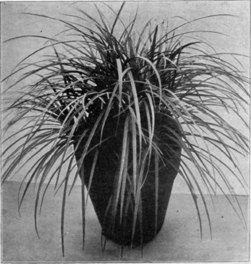 Pandanus Graminifolius.