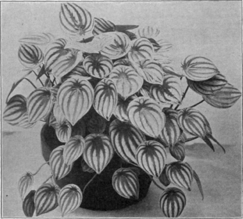 Peperomia Saundersii (P. Arifolia Argyreia).