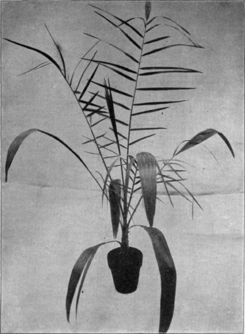 Phoenix Pumila.