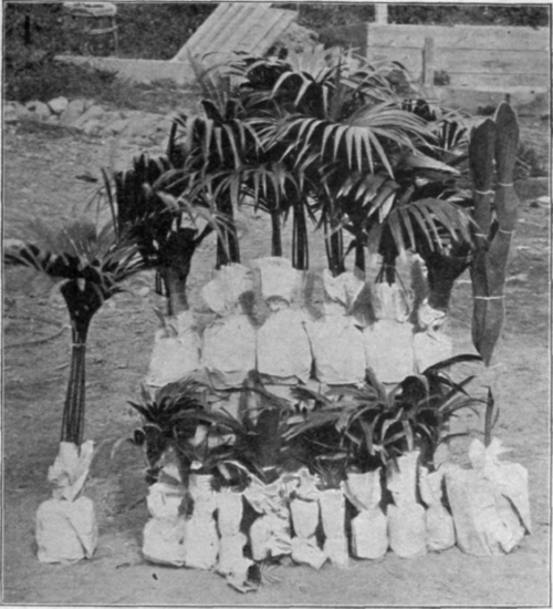 Plants Prepared for Packing.