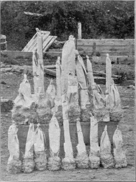 Plants in Pots Prepared for Packing.