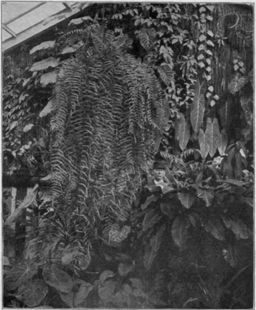 Polypodium Subauriculatum in Hanging Basket.