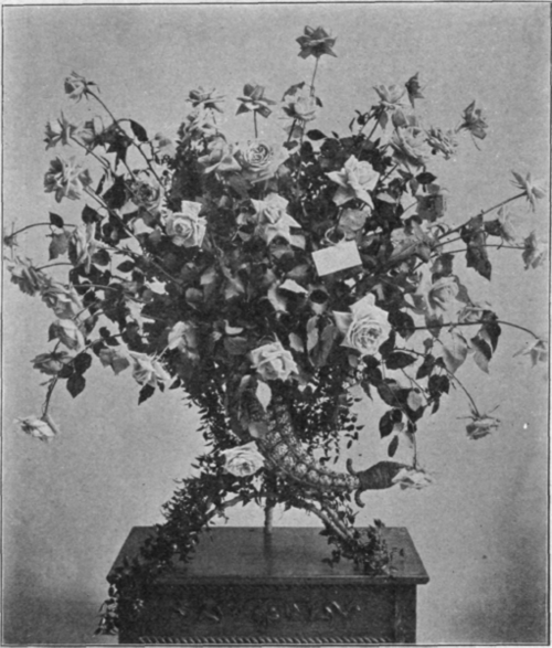 Presentation Basket of Mme. Chatenay Roses