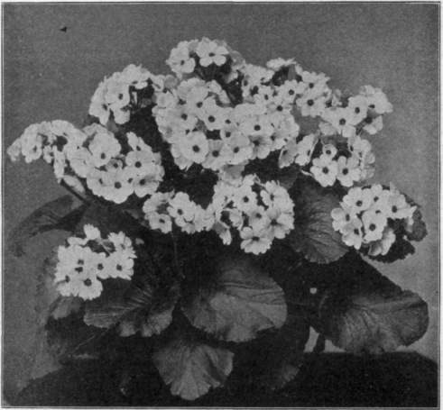 Primula Obconica Grandiflora.