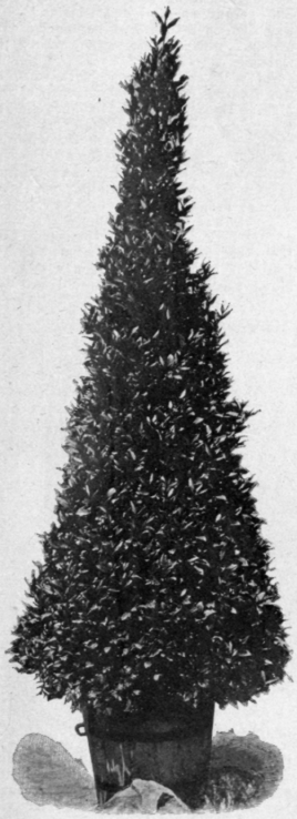 Pyramidal Bay Tree.