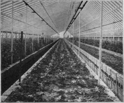 Rose House, Showing Bench Construction, Brick Walls with Tile Bottoms.