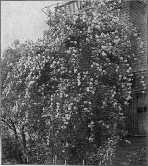 Rose Mme. Alfred Carriere at Portland, Ore.