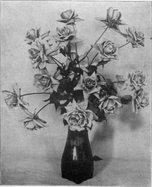 Rose Mme. Chatenay.