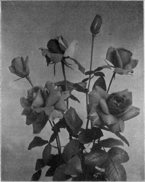 Rose Richmond.