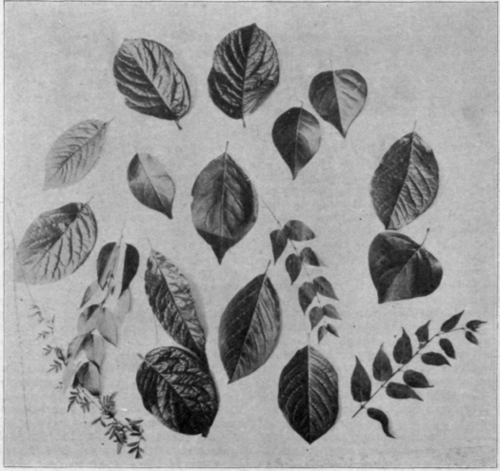 Showing; the Marvelous Diversity of Foliage in Lilacs.