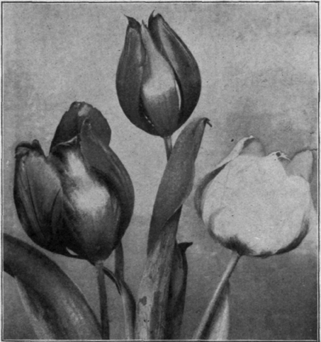 Single Tulips.