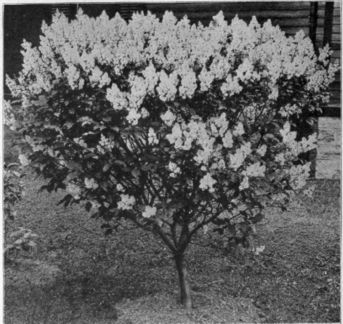 Syringa Villosa, the Tree Lilac.