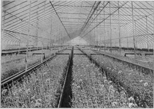 The Modern Type of House for Growing Carnations.