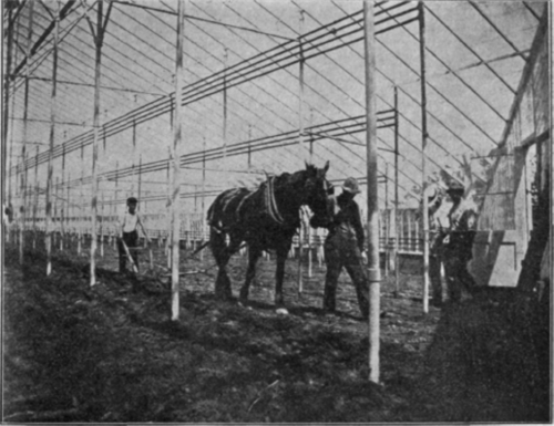The way a Pennsylvania Rose Grower Works the Soil.