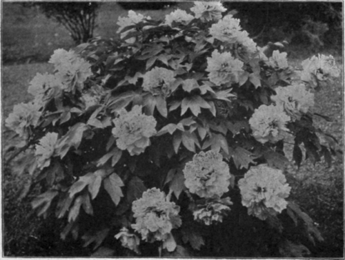 Tree Peony Queen Elizabeth.