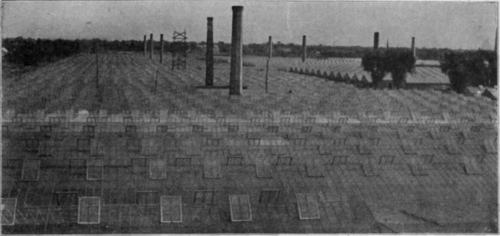 Ventilation Sashes Alternating on the Two Sides of the Ridge.