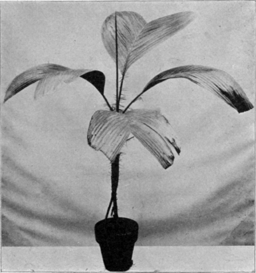 Verschaffeltia Splendida.