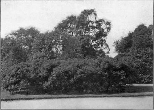 Olearia Haastii. To face page 98