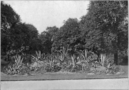 Succulent Plants In A Town Garden. To face page 134