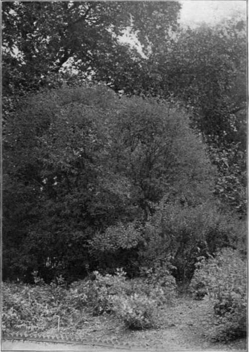 The Bladder Senna (Colutea). To face Page 88