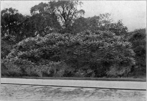 The Sumach In London. To face page 94