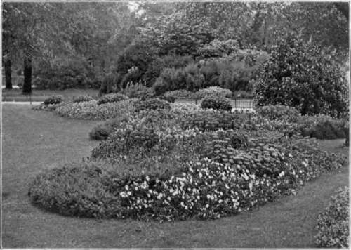 Violas For Town Planting. To face page 162